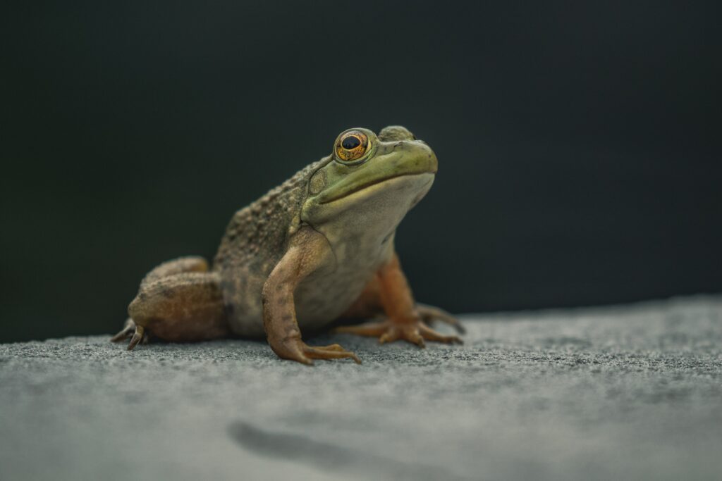 What does a Frog symbolize?