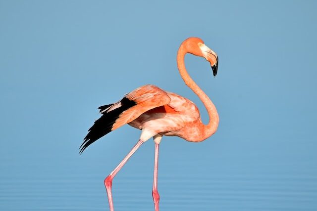 Can a flamingo fly?