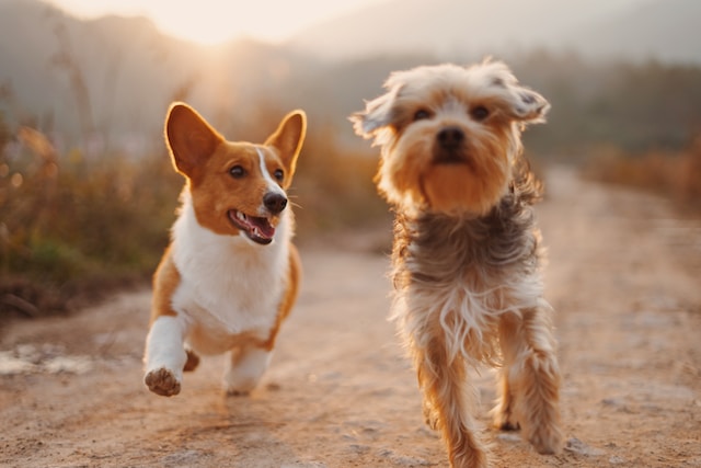 Do mama dogs miss their puppies?