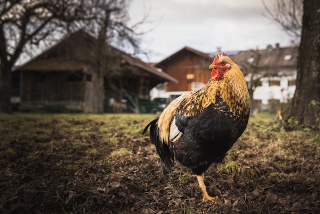 How do roosters fertilize eggs after they are laid?