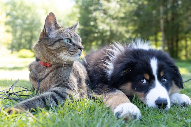 Can a cat get pregnant by a dog?