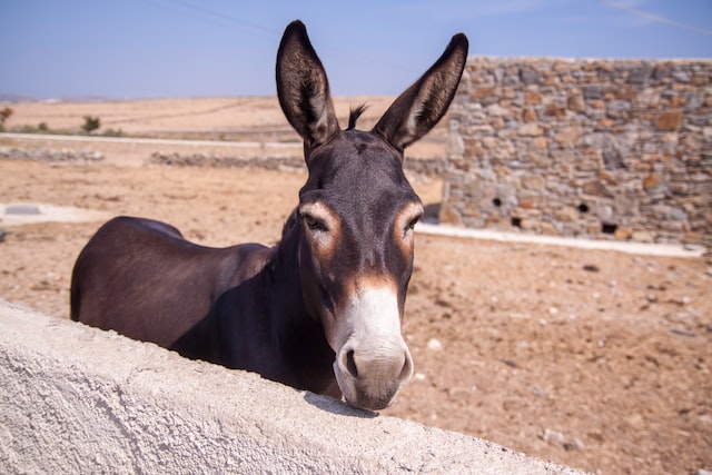 Can a horse mate a donkey?