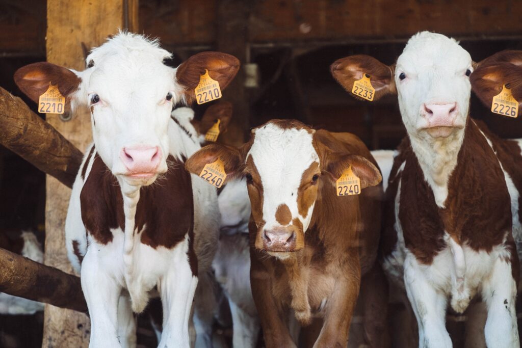 How many Cows are killed a day?