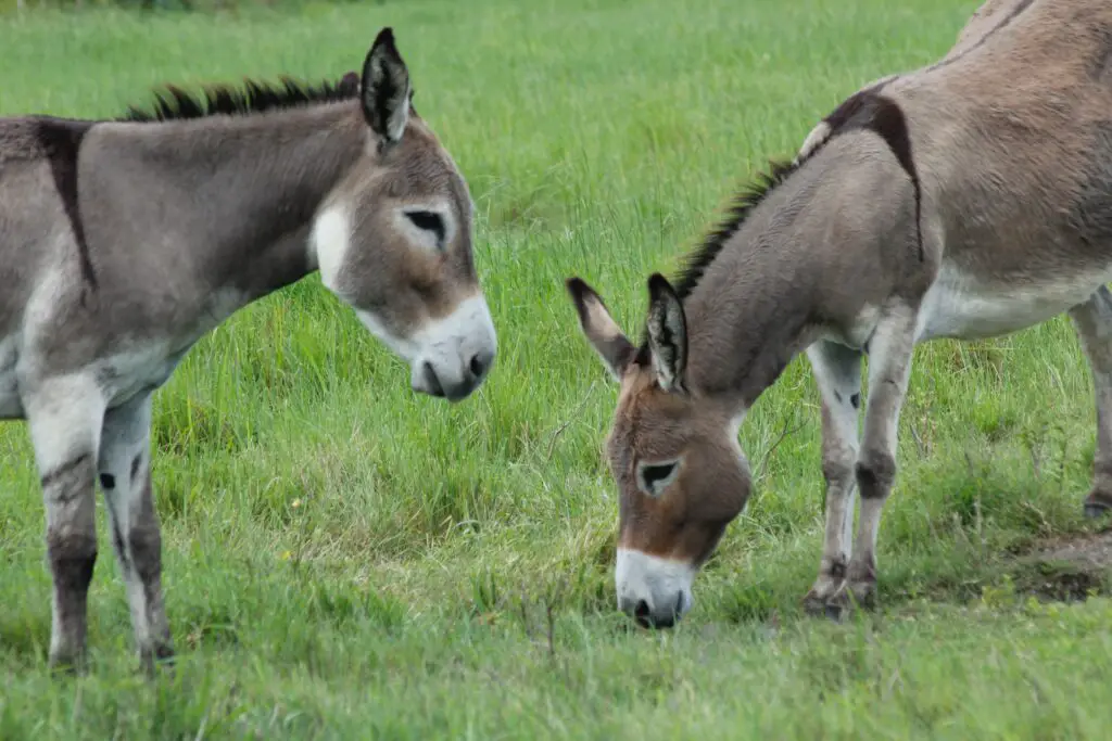 What is the Cross on a Donkeys back? - Gek Buzz