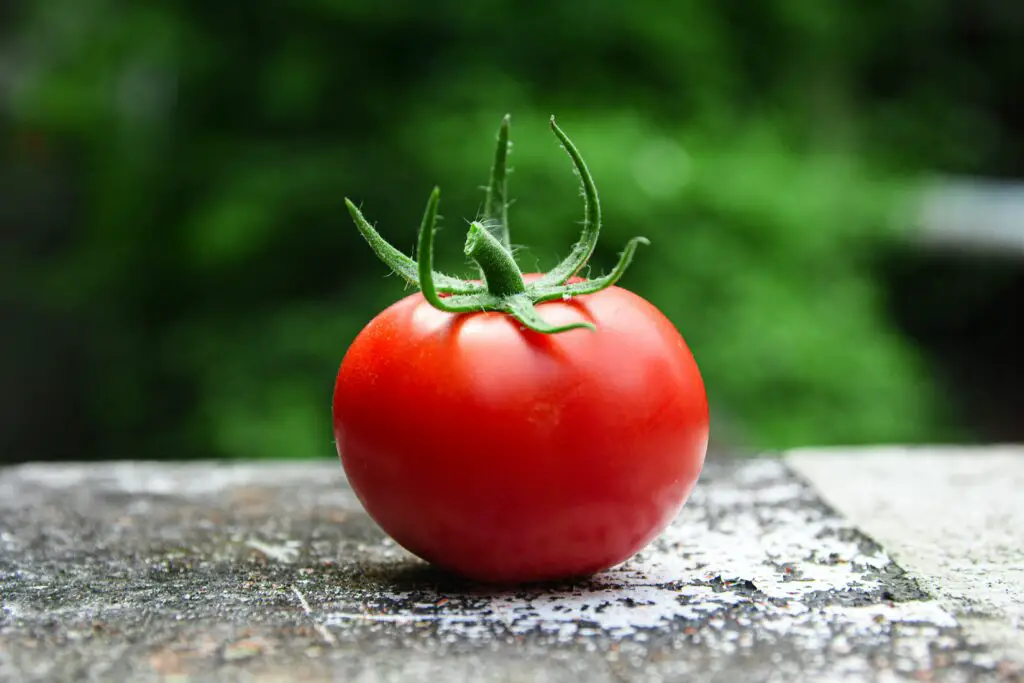 Will there be a tomato shortage? Gek Buzz