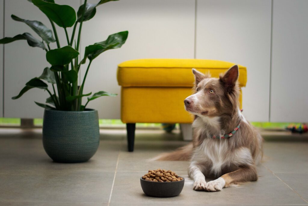What Dog food is not recommended by Vets?