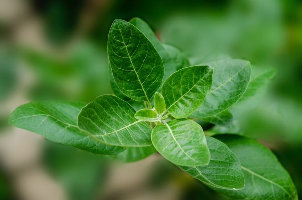 Does Ashwagandha make you emotionally numb?