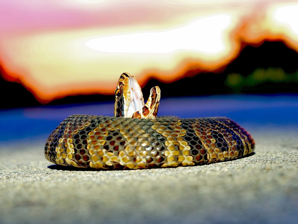 How Fatal Are Water Moccasins?