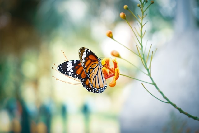 What does a black and yellow butterfly represent?