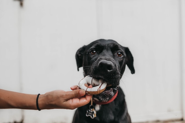 Can dogs eat cooked cabbage?