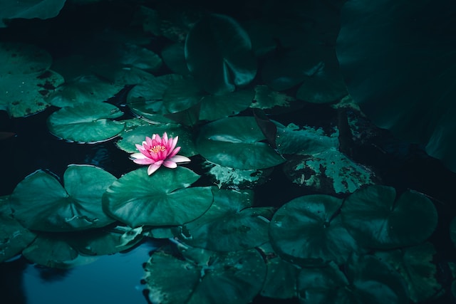 What symbolizes growth and change?