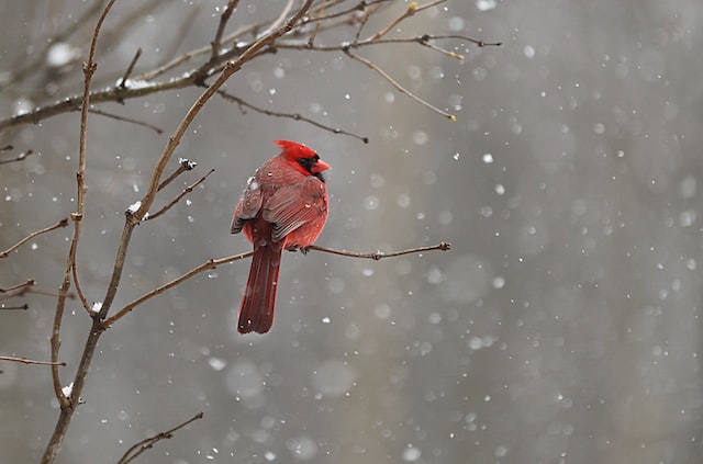 Where is snowbird brown now?