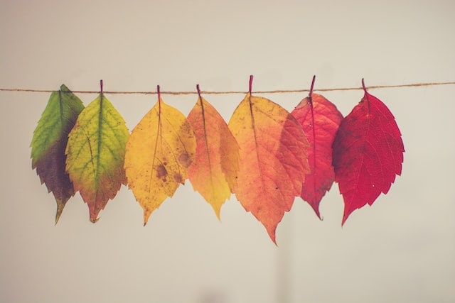 What state has all 4 seasons?