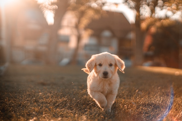 Will my dog visit me after death?