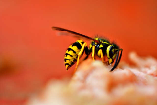 What does it mean to be wasp?