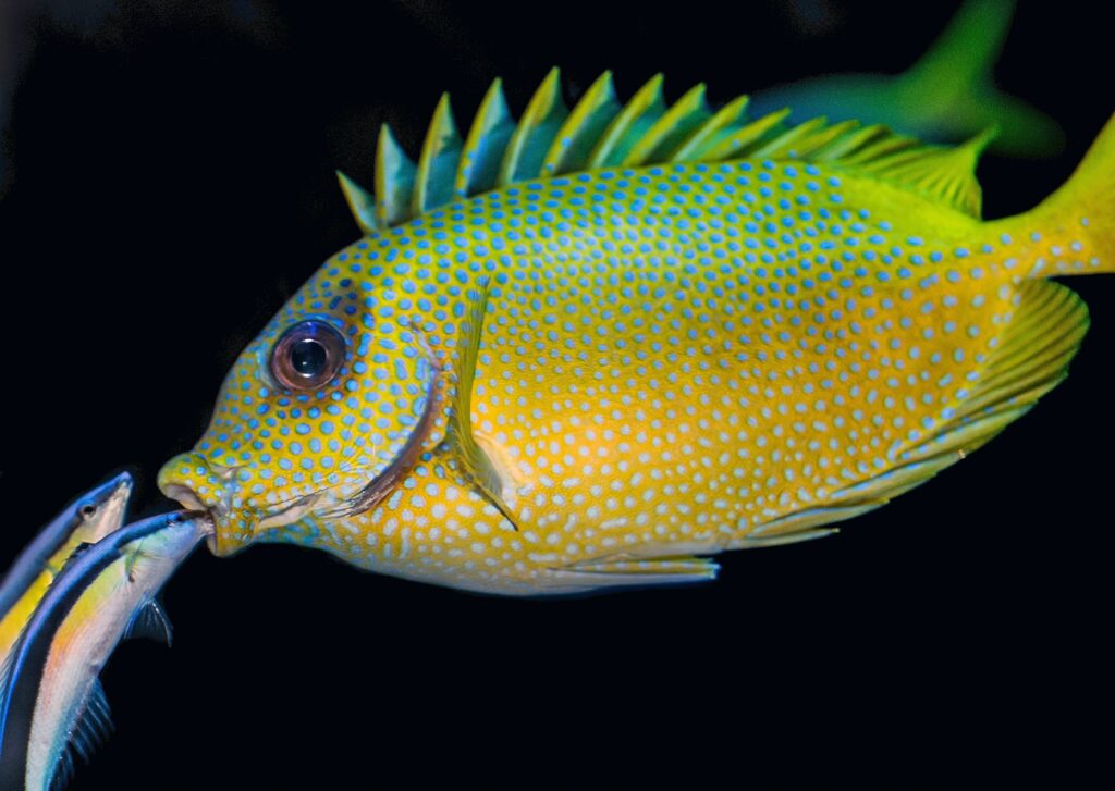 Do fish have hearts?