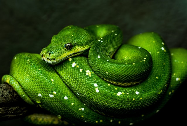 How much money do you get for killing a python in Florida?