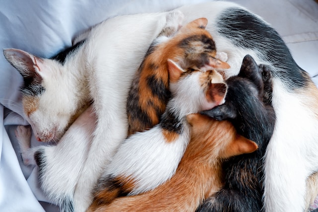 Do mom cats miss their kittens?