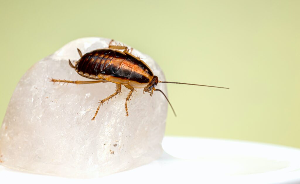 Why am I seeing big roaches all of a sudden?