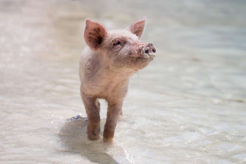 How Old Is Peppa Pig Now?