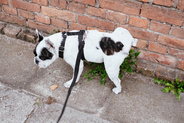 Should i put my old dog down for peeing in the house?