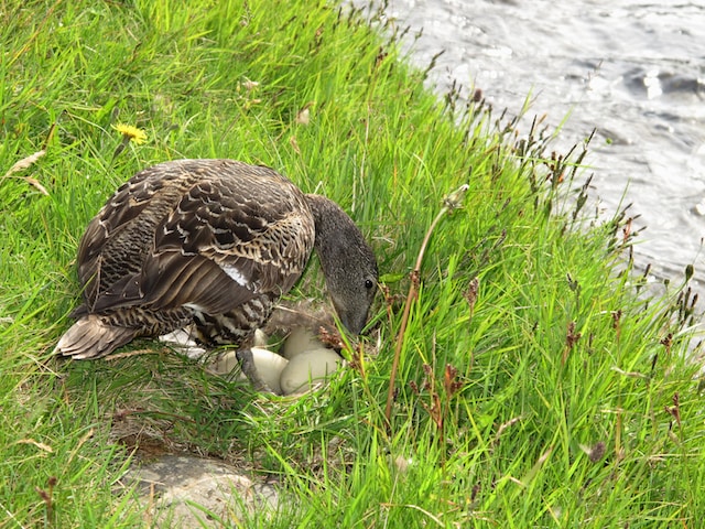 Should a goose egg be hard or soft