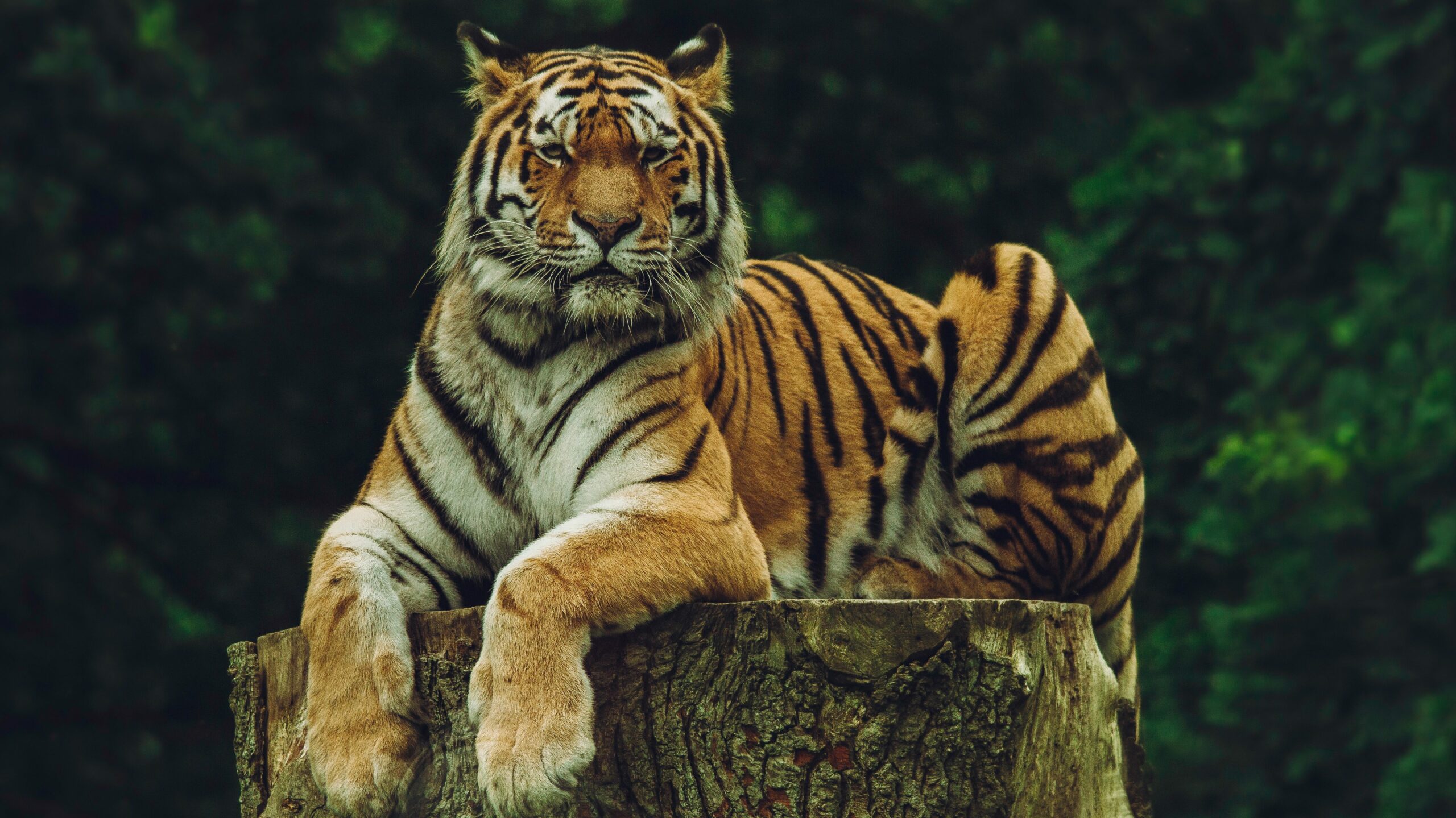 Which Is Bigger Tiger Vs Lion?