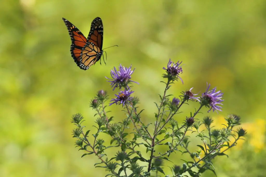 what-does-it-mean-when-a-butterfly-visits-you-everyday-gek-buzz