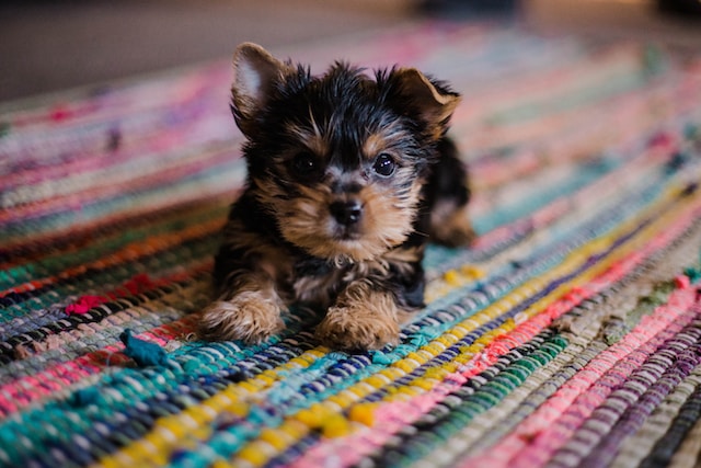 Do father dogs recognize their puppies?