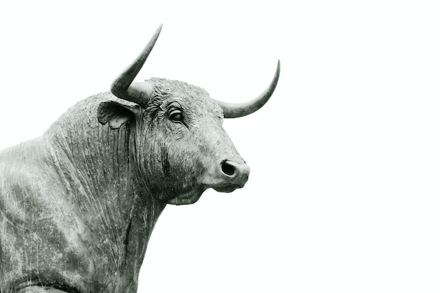 Can you milk a bull?