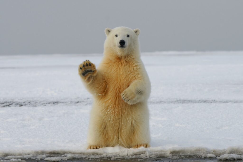 What is the largest Bear alive today?