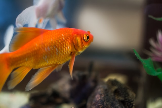 Do goldfish have roundup in them?