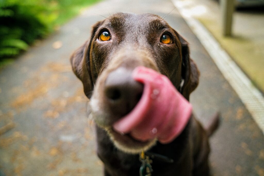 What Kills Mites On Dogs Instantly?