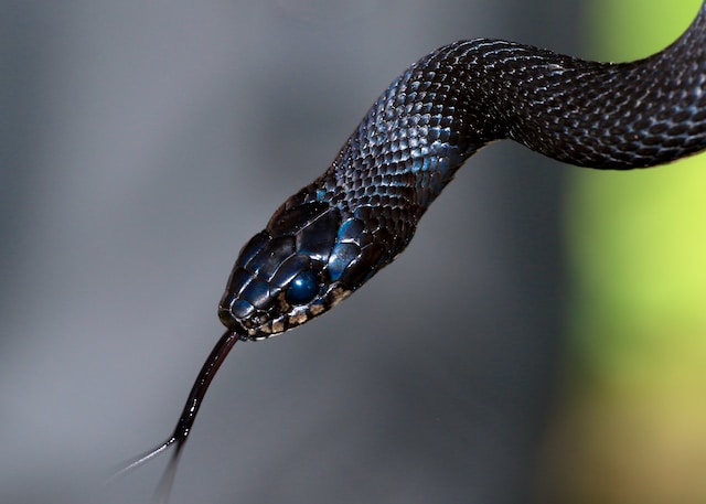 What is a half-human half-snake called?