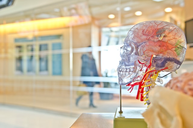 What is the lowest recorded IQ?