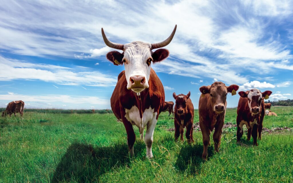 How Many Steaks Does A Cow Have?