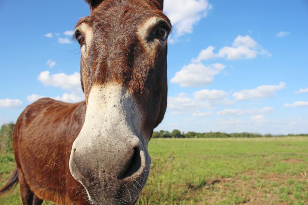 Can a Horse mate with a Donkey?