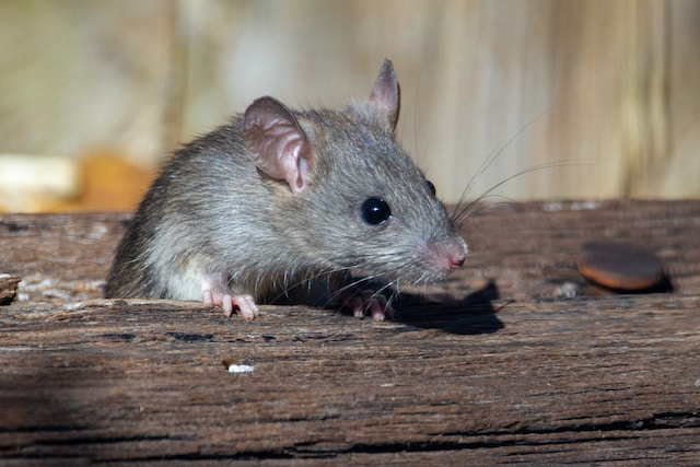 Can a rat fart?