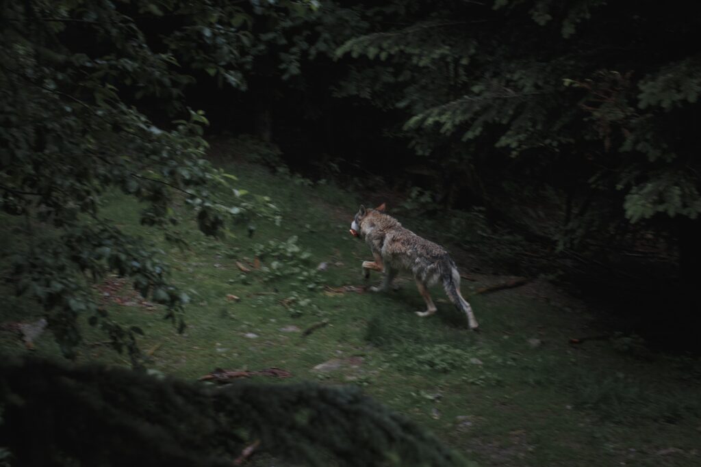 Who Is Stronger Lycan Or Werewolf?