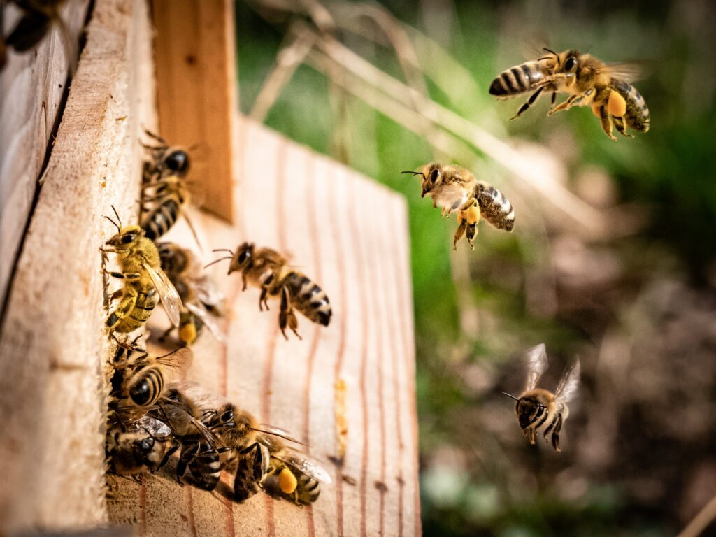 How many times can a Wasp Sting you before it dies?