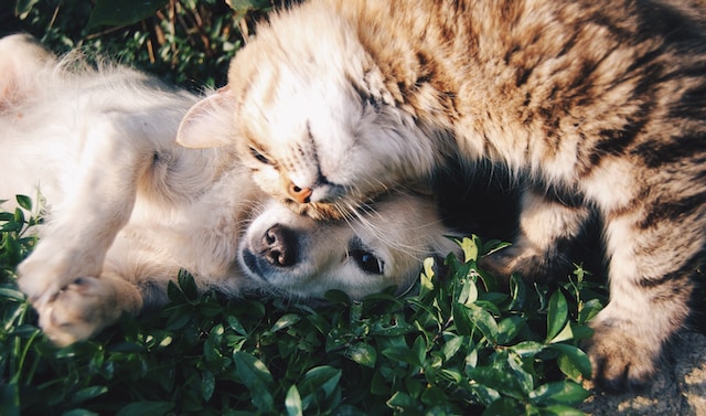 Do cats and dogs mate?