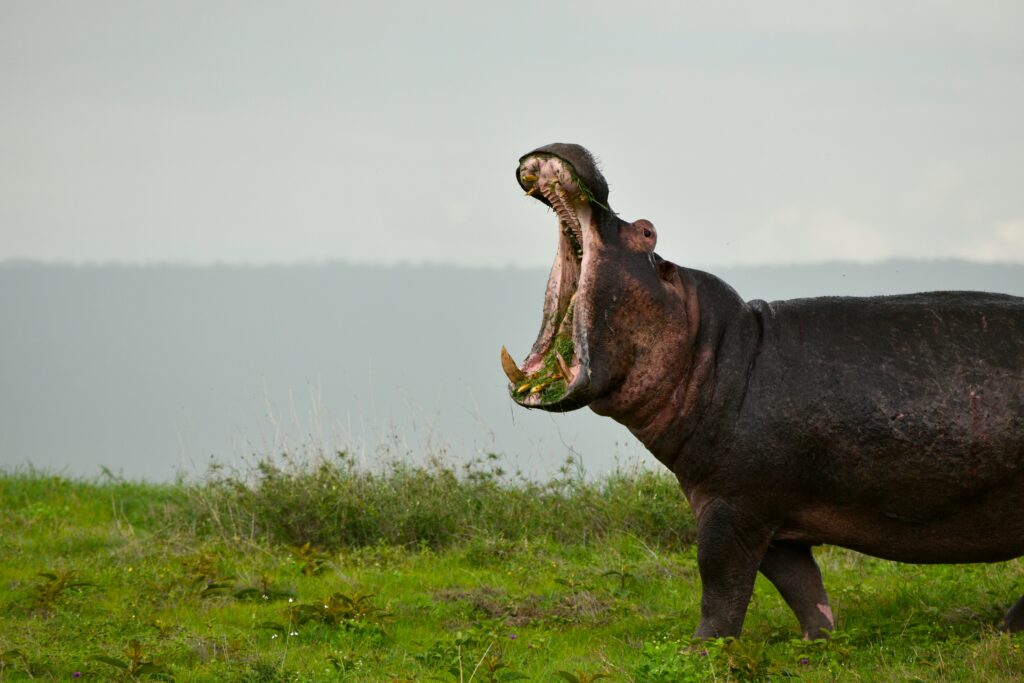 Who Would win Hippo or Bear?