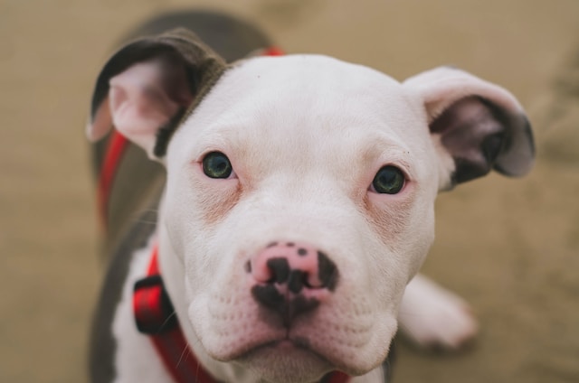 How do you get rid of a strawberry nose?