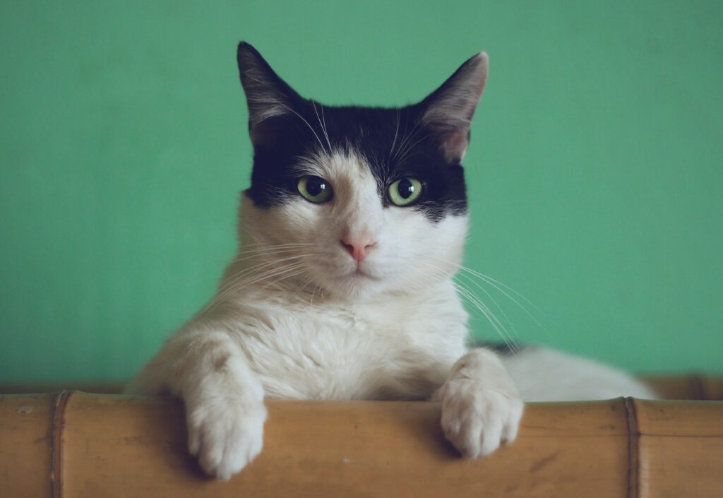 Does my cat have down syndrome?