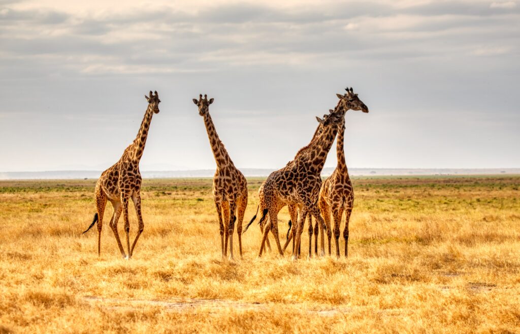 Is a giraffe kosher?