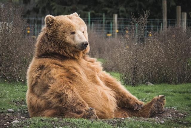 What was the biggest bear that ever lived?