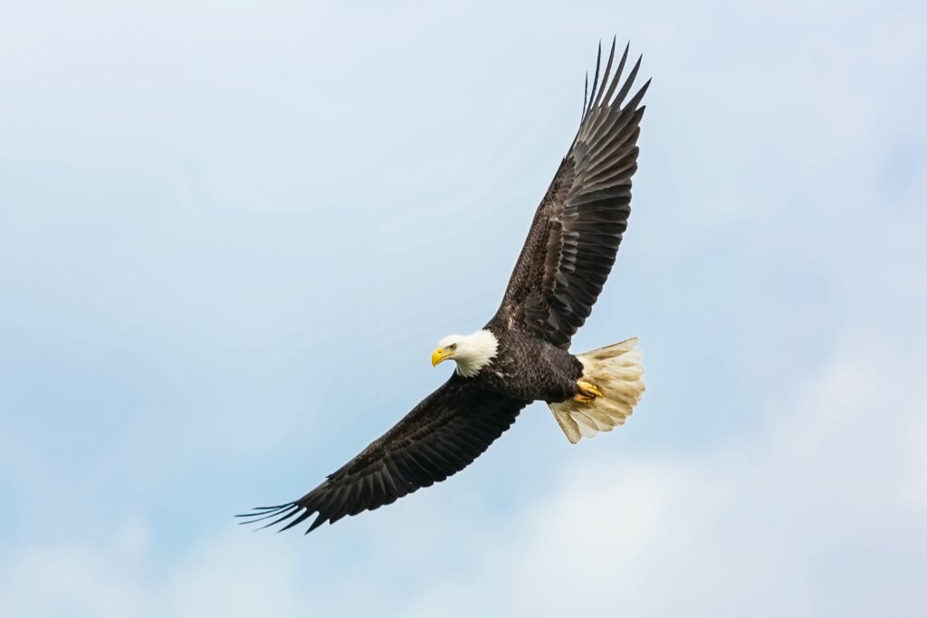What Eats A Eagle?