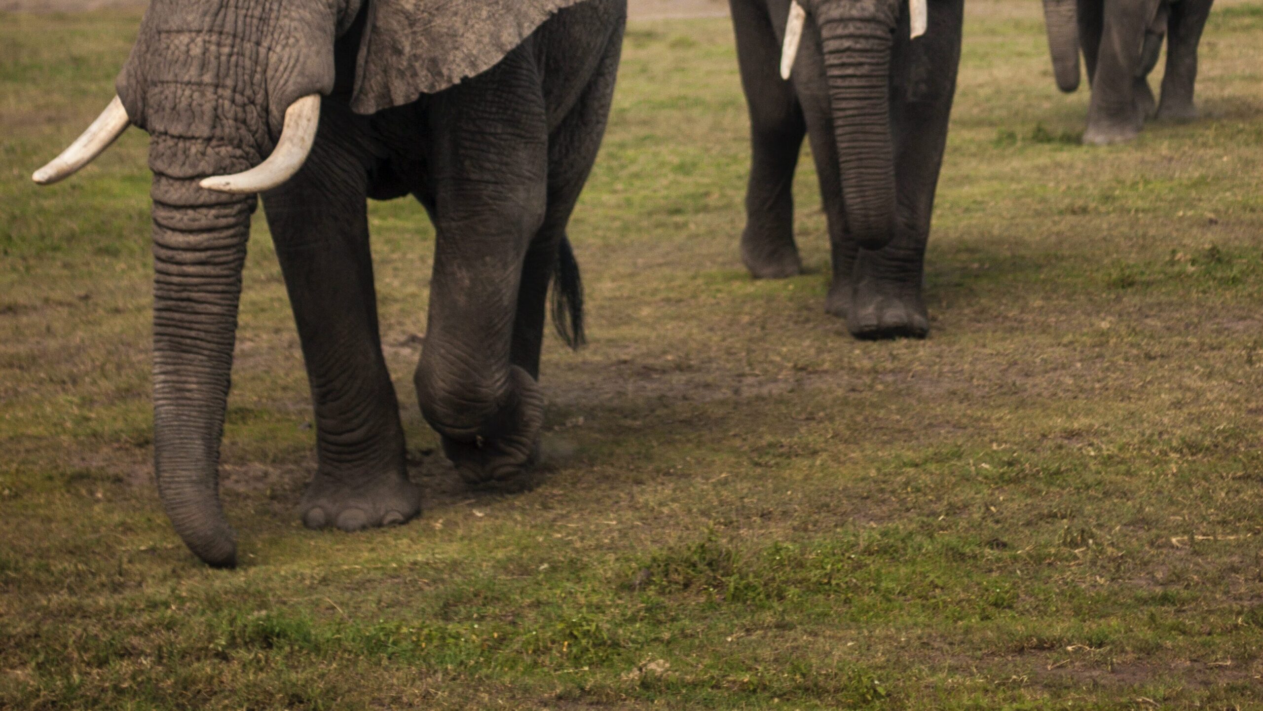 How hot is the Chernobyl elephants foot? Gek Buzz