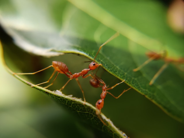 How many legs do ants have?