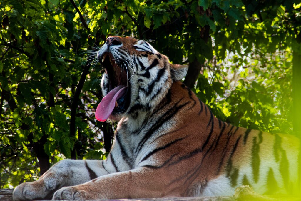 How Strong is Tiger tongue?